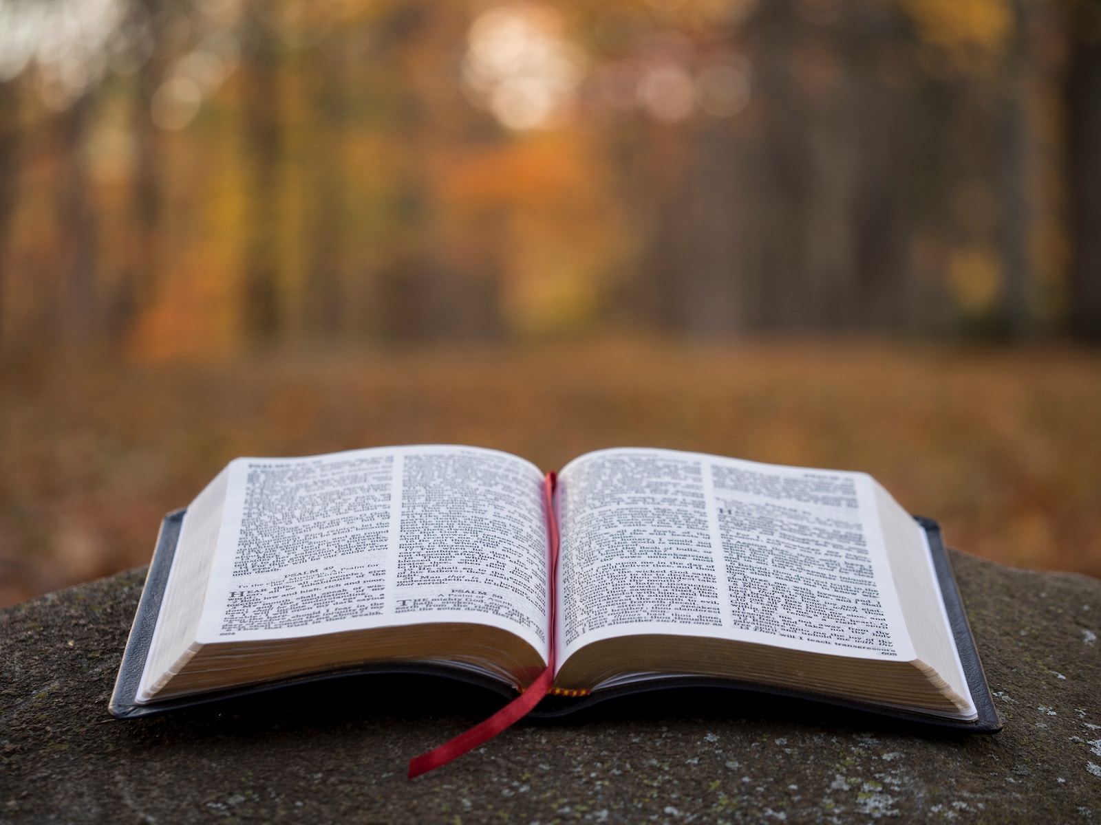Jakie są pierwsze słowa w Biblii?